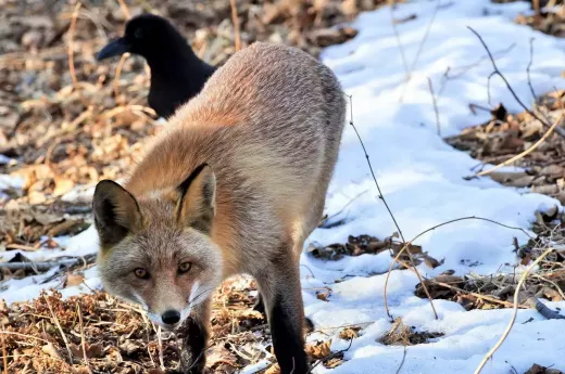 Brown and White Roux Explained – The Differences and Uses